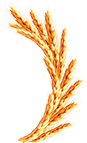 WHEAT-2